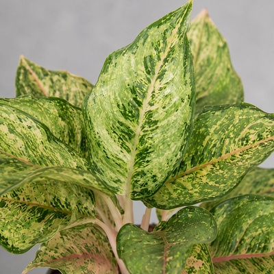 Aglaonema Pistachio Pink