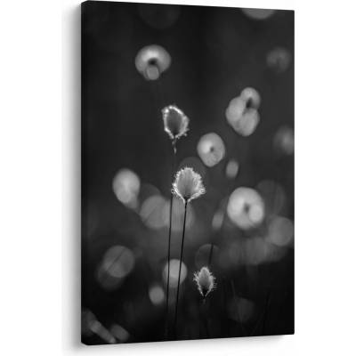 Obraz - Cottongrass na louce, jednodílný 60x90 cm