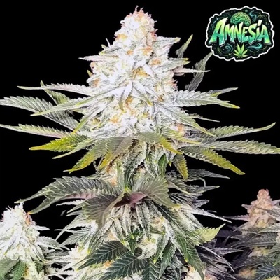 Royal Queen Seeds AMG Amnesia Mac Ganja semienka neobsahujú THC 5 ks