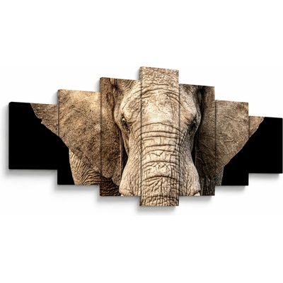 Obraz - Slon africký, sedemdielne 210x100 cm