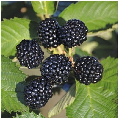 Ostružiník FloraSelf Rubus idaeus 'Black Jewel' 60-80 cm květináč 2 l