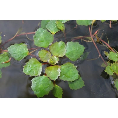 Trapa natans 12 cm