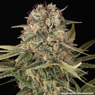 Barney´s Farm Master Kush regular semienka neobsahujú THC 5 ks