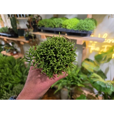 PlantBros flower Rhipsalis cereuscula Konkrétna rastlina: Bez keramického kvetináča