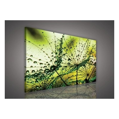 Obraz na plátne obdĺžník - OB1073 - Púpava 80cm x 60cm - O6