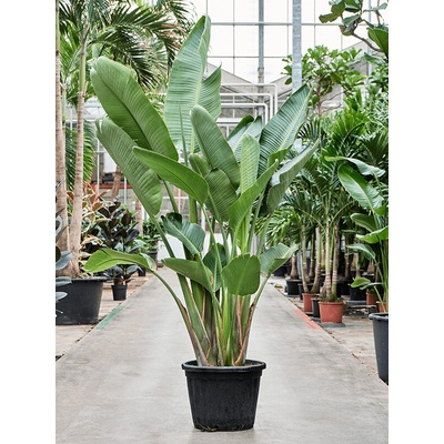Strelitzia nicolai 40x250 cm