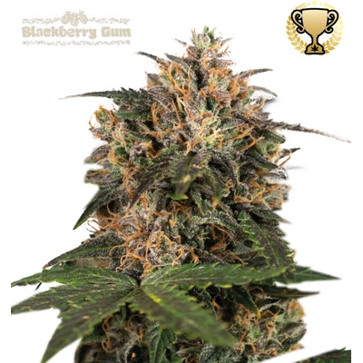 Seedstockers Superior Blackberry Gum semienka neobsahujú THC 1 ks
