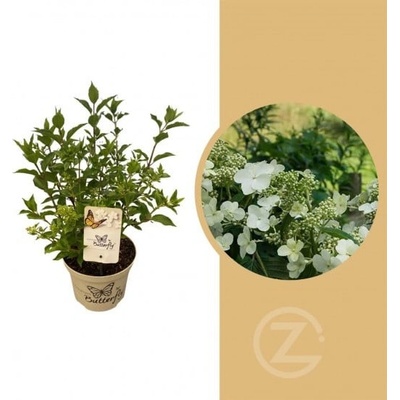 Hortenzie latnatá Hydrangea paniculata Butterfly bílá velikost kontejneru 5 l