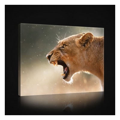 Obraz na plátne obdĺžník - OB0953 - Lev 100cm x 75cm - O1