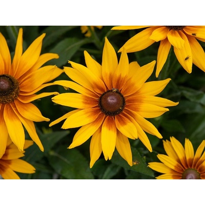 Rudbekia SmileyZ Grace