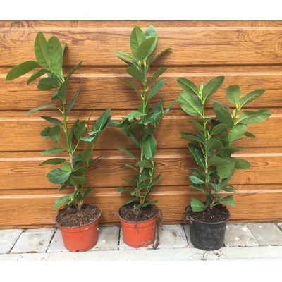 Vavrínovec lekársky (Prunus laurocerasus ´Obelisk´) veľkosť 40-50cm