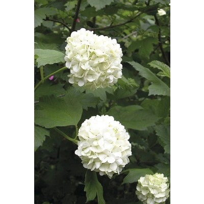 Kalina obyčajná Viburnum opulus 'Roseum' 80-100 cm kvetináč 10 l