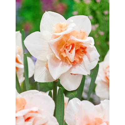 Narcis 'Replete' 5 ks Velikost: 12/14