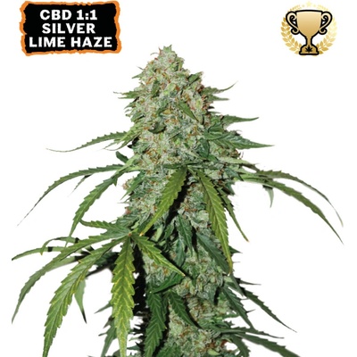 Seedstockers Silver Lime Haze CBD 1:1 semienka neobsahujú THC 5 ks