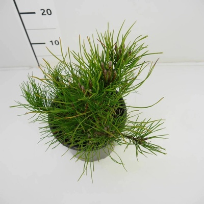Pinus mugo var. pumilio Prodejní velikost: 015/020, Velikost hrnku: 2 l – Hledejceny.cz