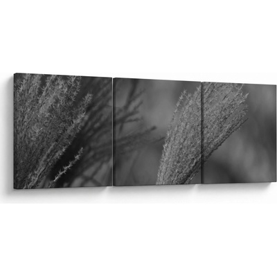 Obraz - Sušená pampová tráva, třídílný 90x30 cm