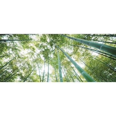 Preinterier Fototapeta - PA0166 Stromy vlies - 250cm x 104cm