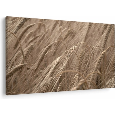 Obraz - Zlaté pole, jednodílný 120x80 cm
