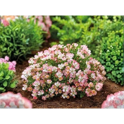 Miniruža Cutie Pie, výška 10-15 cm, kvetináč 9 cm