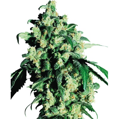SENSI SEEDS Super Skunk semienka neobsahujú THC 25 ks