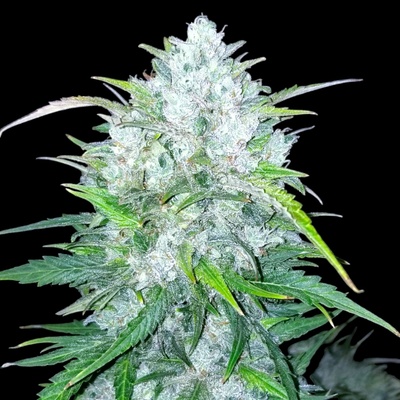 B-S-B Genetics Bruce Banner #3 Auto semienka neobsahujú THC 1 ks