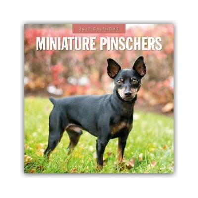 Miniature Pinschers Zwergpinscher Rehpinscher 16-Monats 2027
