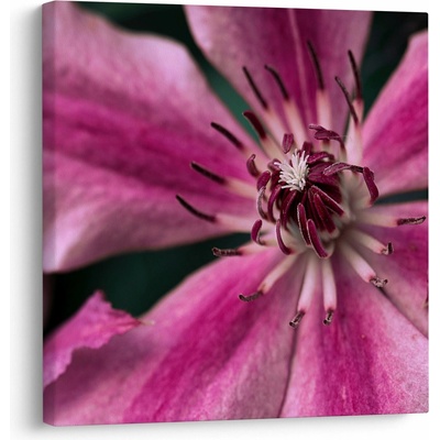 Obraz růžového květu Plaménku, jednodílný 70x70 cm