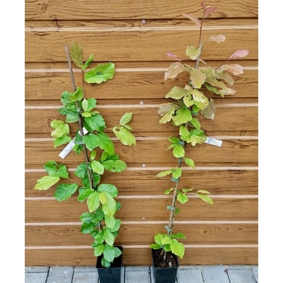 Parócia perzská (Parrotia persica) veľkosť 60-80cm
