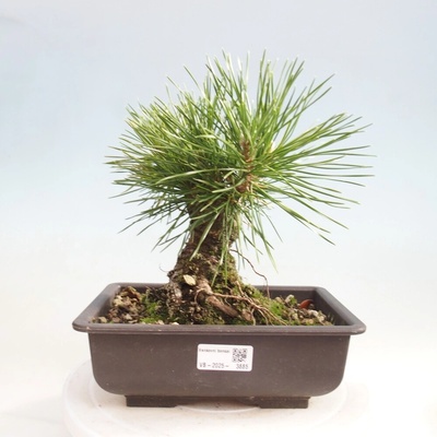 e-bonsai Venkovní bonsai - Pinus thunbergii - Borovice thunbergova – Hledejceny.cz
