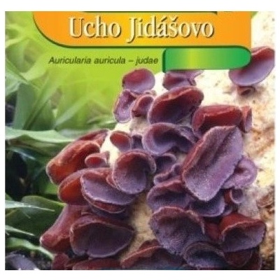 Sadba Ucho Jidášovo kolíčková 16 ks