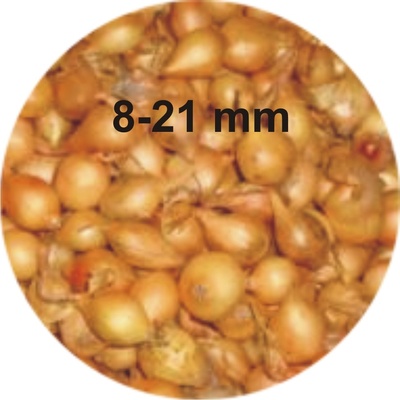 SimonSeed Cibuľa sadzačka Štutgart 8-21 mm 0,5 kg