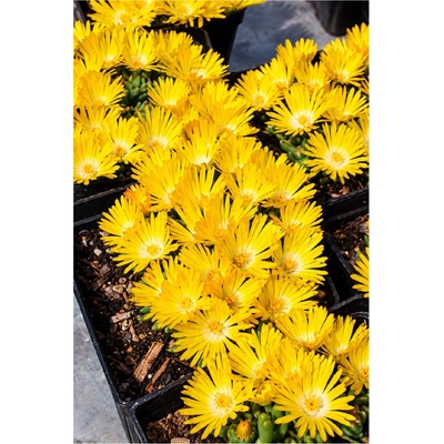 Delosperma congestum GOLDEN NUGGET - kosmatec – Hledejceny.cz