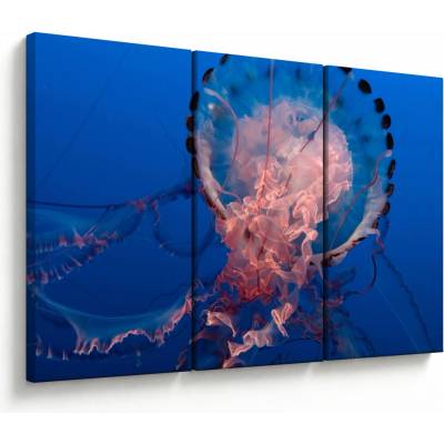 Obraz medúzy, trojdielne 120x80 cm