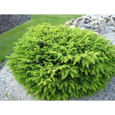 Smrek obyčajný 'Nidiformis', výška 10-20 cm, kvetináč 9 cm