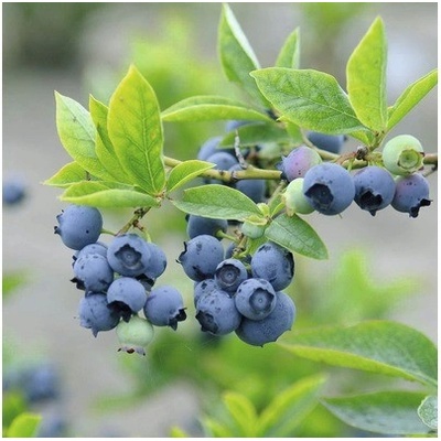 Kanadská borůvka FloraSelf Vaccinium corymbosum 'Bluetta' 40-60 cm květináč 4 l