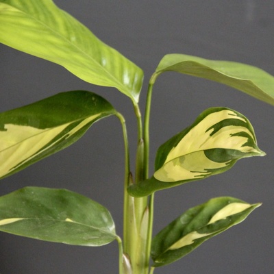 Calathea Golden Mosaic baby
