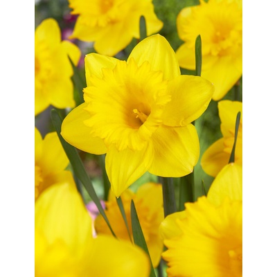 Narcis 'Dutch master' 5 ks Velikost: 12/14