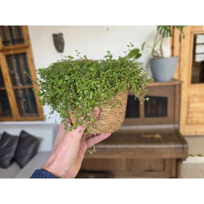 PlantBros flower Rodinné šťastie -Soleirolia soleirolii