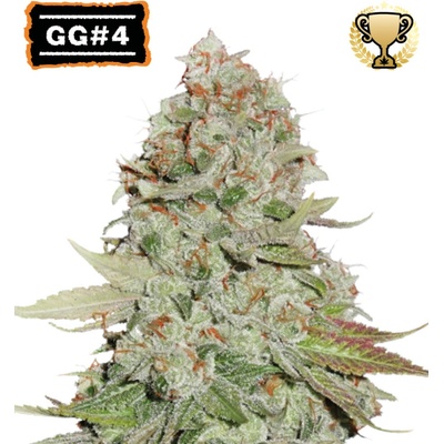 Seedstockers GG #4 semienka neobsahujú THC 25 ks