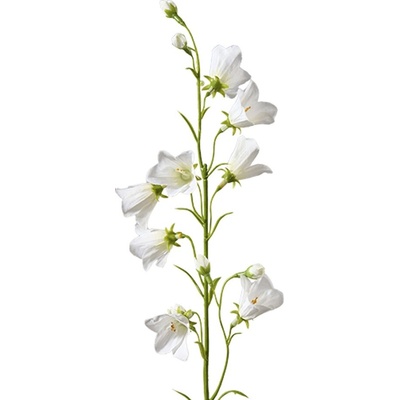 Florissima! Zvonček vetvička 64 cm biela - Florissima