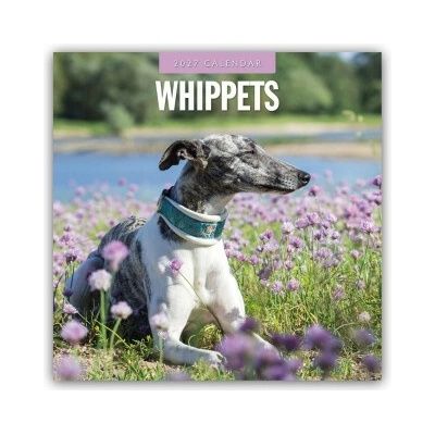 Whippets Whippet 16-Monats 2027