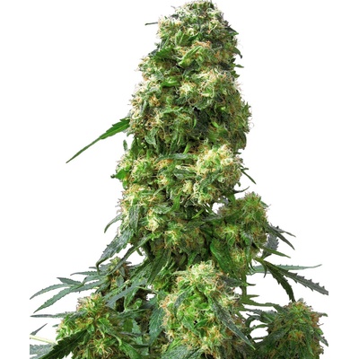Sensi Seeds Early Skunk semienka neobsahujú THC 5 ks