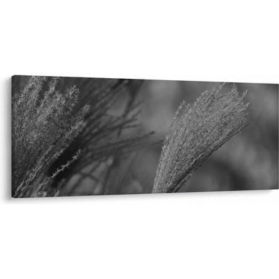 Obraz - Sušená pampová tráva, jednodílný 120x50 cm