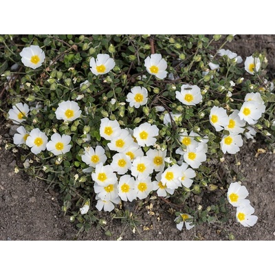 Cistus obtusifolius