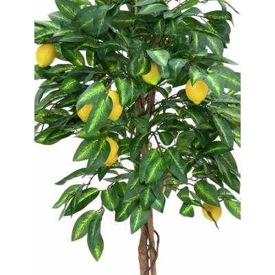 Citronovník s plody, 150 cm