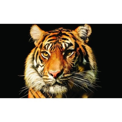 Preinterier FT3014 Fototapeta na stenu Tiger vlies 104cm x 70cm