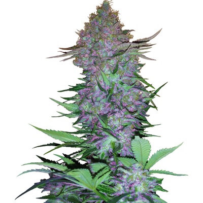 Sensi Seeds Purple Skunk Auto semienka neobsahujú THC 5 ks