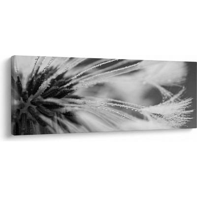 Obraz - Makro, černobílá, jednodílný 100x40 cm