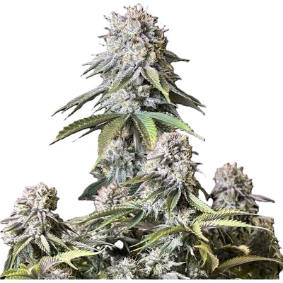 Fast Buds Orange Sherbet FF semienka neobsahujú THC 10 ks