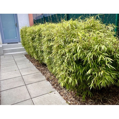 Fargesia Rufa M: 4 8 stébel 60-90 cm